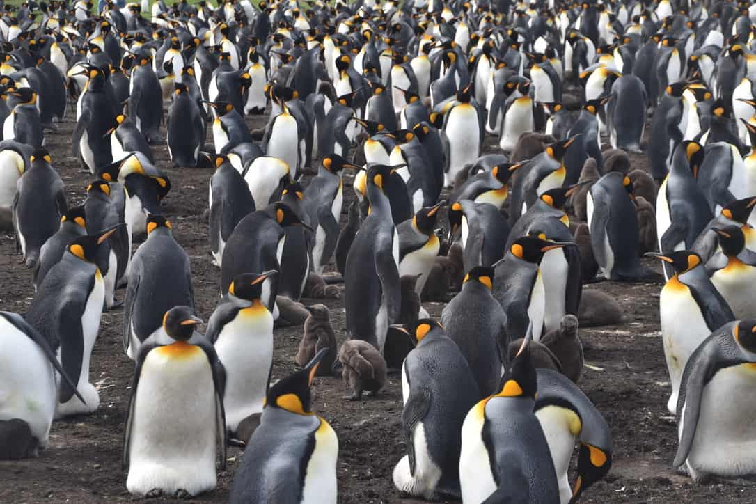 Falkland Islands