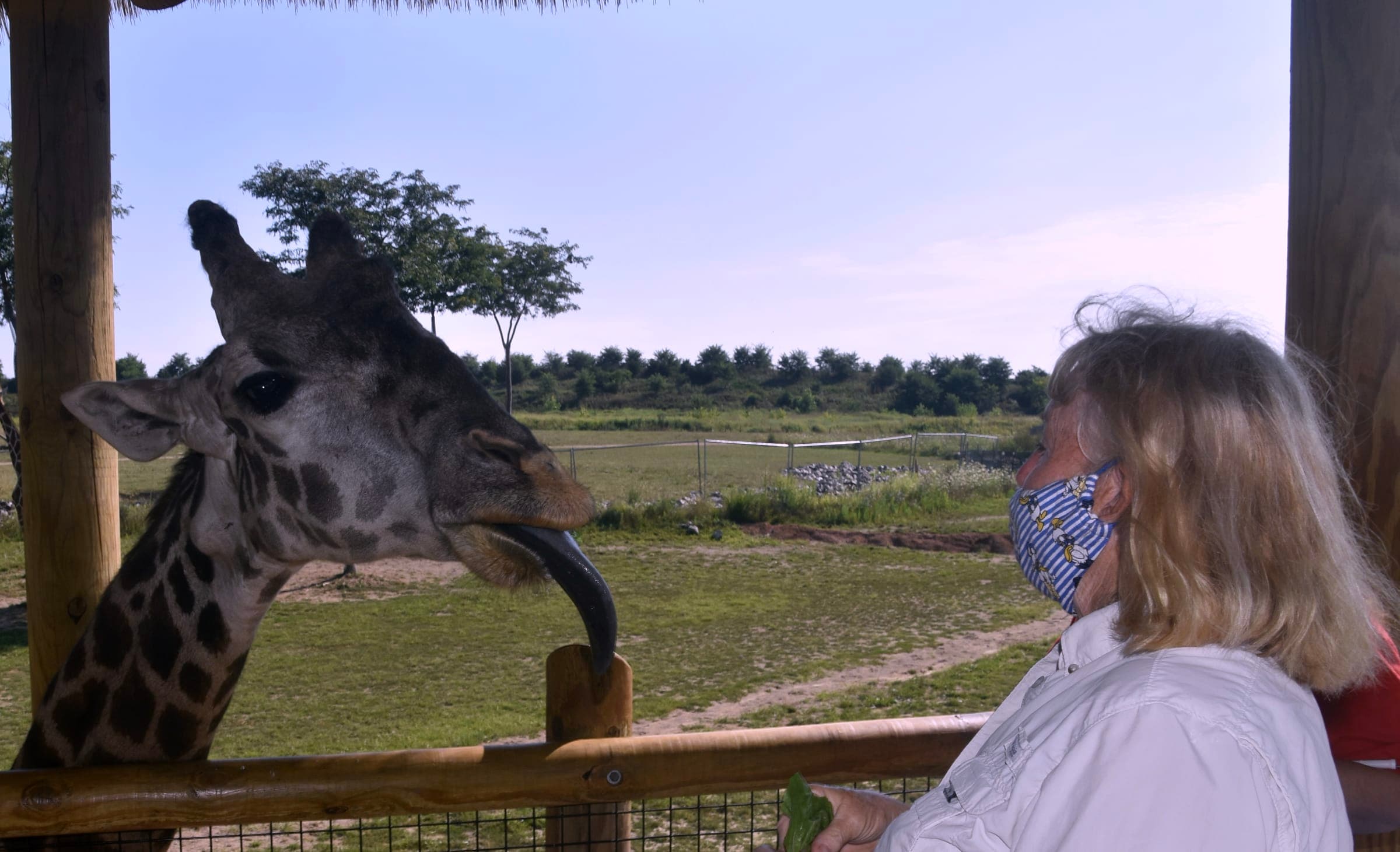 Janice feeding the giraffe, she masked and the giraffe not